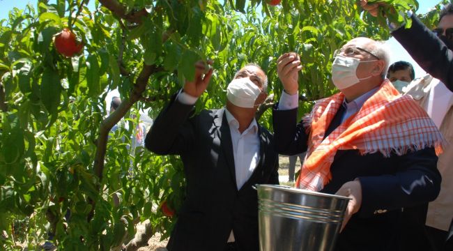 Erkenci şeftaliler hasat edildi