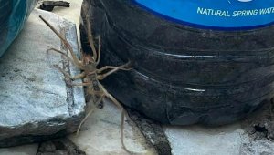 Et yiyen örümcek Muğla'da paniğe neden oldu