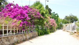 Evlere begonvil dikme zorunluluğu getirildi