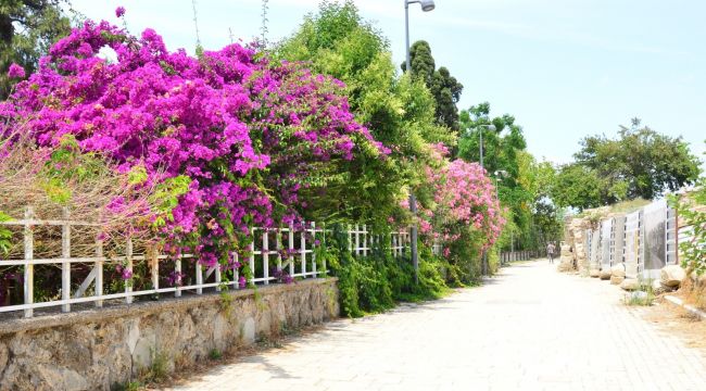 Evlere begonvil dikme zorunluluğu getirildi