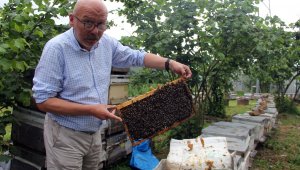 Gal arısı nedeniyle Türkiye bal rekoltesinde düşüş 