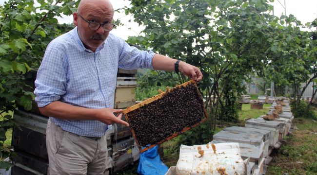 Gal arısı nedeniyle Türkiye bal rekoltesinde düşüş 