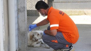 Gaziemir'de parazit mücadelesi