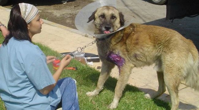 Genç veteriner kansere yenik düştü 