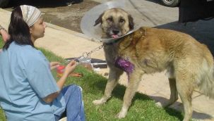 Genç veteriner kansere yenik düştü 