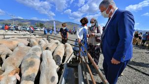 Hayvancılığa destek sürüyor