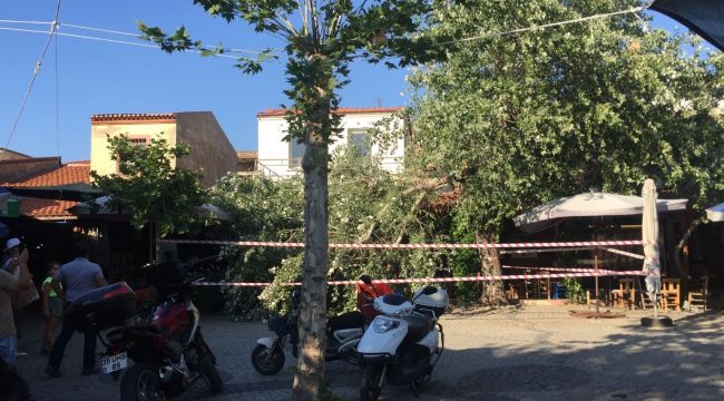 İkiye bölünen ağaç masaların üzerine devrildi