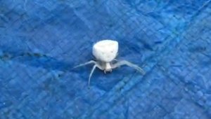 "İnsan yüzlü örümcek" İzmir'de de görüldü