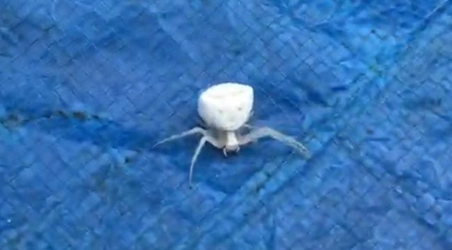 "İnsan yüzlü örümcek" İzmir'de de görüldü