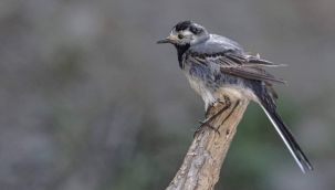 İş makinesinin içine yuva yaptı