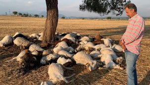 İzmir'de yıldırım düştü, 55 küçükbaş telef oldu