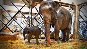 İzmir'in fil ailesi üçüncü yavrusuna da kavuştu