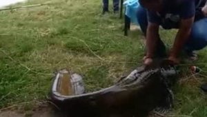 İzmir'de 55 kiloluk dev yayın balığı yakalandı