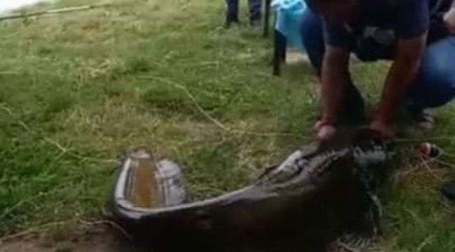 İzmir'de 55 kiloluk dev yayın balığı yakalandı