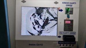 Kamu malına zarar verdiler