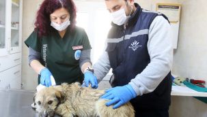 Karabağlar'da kısırlaştırmalar aralıksız sürüyor