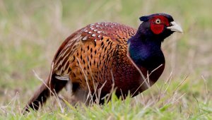 Kene avcısı 15 bin 'sülün' doğaya salınacak