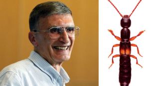 Keşke adını böceğe vermeseydiniz!