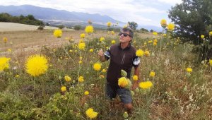 Kuşadası'ndaki endemik bitki türleri incelendi