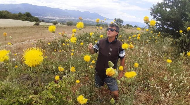 Kuşadası'ndaki endemik bitki türleri incelendi
