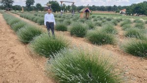 Lavanta tarlalarına 100 bin ziyaretçi bekleniyor