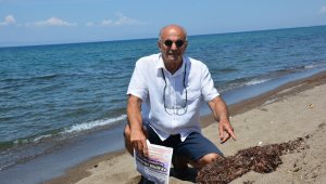 Marmara'da deniz salyası, İzmir'de Sargassum tehdidi