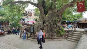 "Musa Ağacı"na ziyaretçi akını