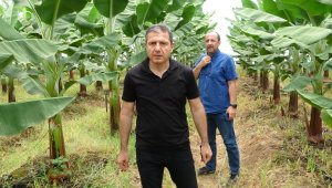 Muz seraları için uyarı: Toprağı verimsizleştiriyor