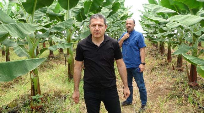 Muz seraları için uyarı: Toprağı verimsizleştiriyor