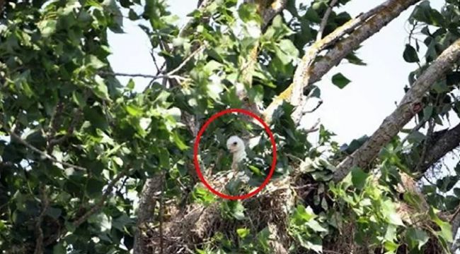 Nesli tehlike altındaki şah kartal yavrusu, yuvadan çalındı