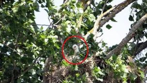 Nesli tehlike altındaki şah kartal yavrusu, yuvadan çalındı