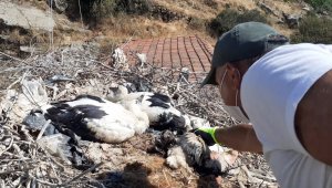 Plastik ipler, yavru leylekleri tehdit ediyor