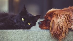 Sahipli kedi ve köpeklere pasaport