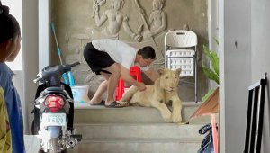  TikTok'da videoları yayınlanan aslana devlet el koydu