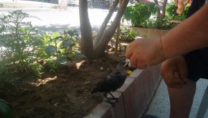 Yaralı kargaya esnaf sahip çıktı