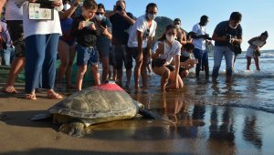 Yeşil deniz kaplumbağasına uydudan takip