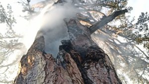 Yıldırım düşen asırlık çam ağacı 3 gündür yanıyor