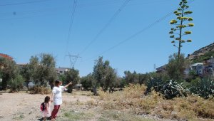 100 yılda bir çiçek açan sabır otu İzmir'de çiçeklendi