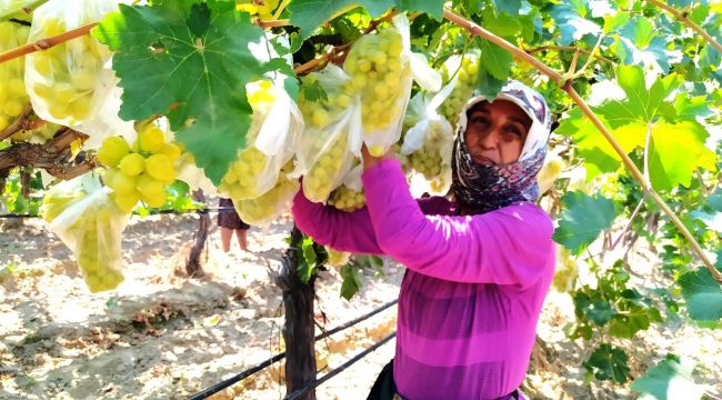 4 bin salkım üzümü çöp poşetleriyle kapladı