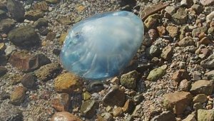 5 kiloluk denizanası sahile vurdu, temas eden bir kişi yaralandı