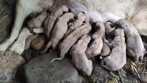Aksaray malaklısı tek seferde 'servet' doğurdu