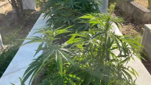 Anneanne ve dedesinin mezarına kenevir ekti