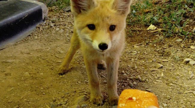 Arıcıyla yavru tilkinin dostluğu