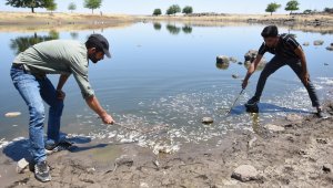 Asırlardır balıkların yaşadığı çayda korkutan görüntüler