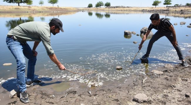 Asırlardır balıkların yaşadığı çayda korkutan görüntüler