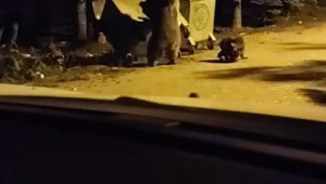 Ayının saldırısına uğradı! Turistin korku dolu anları