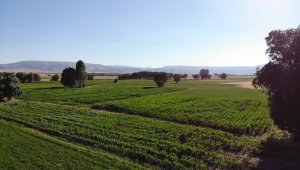 Beklenen verimi alamayan çiftçi silajlık mısıra yöneldi