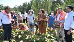 Bornova'da ilk bamya hasadı Soyer'den