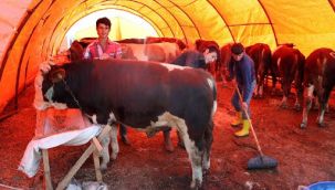 Bornova'da Kurban satış yerleri hazır