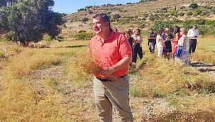 Çeşme'de 30 yıl aradan sonra ilk kez anason hasadı!